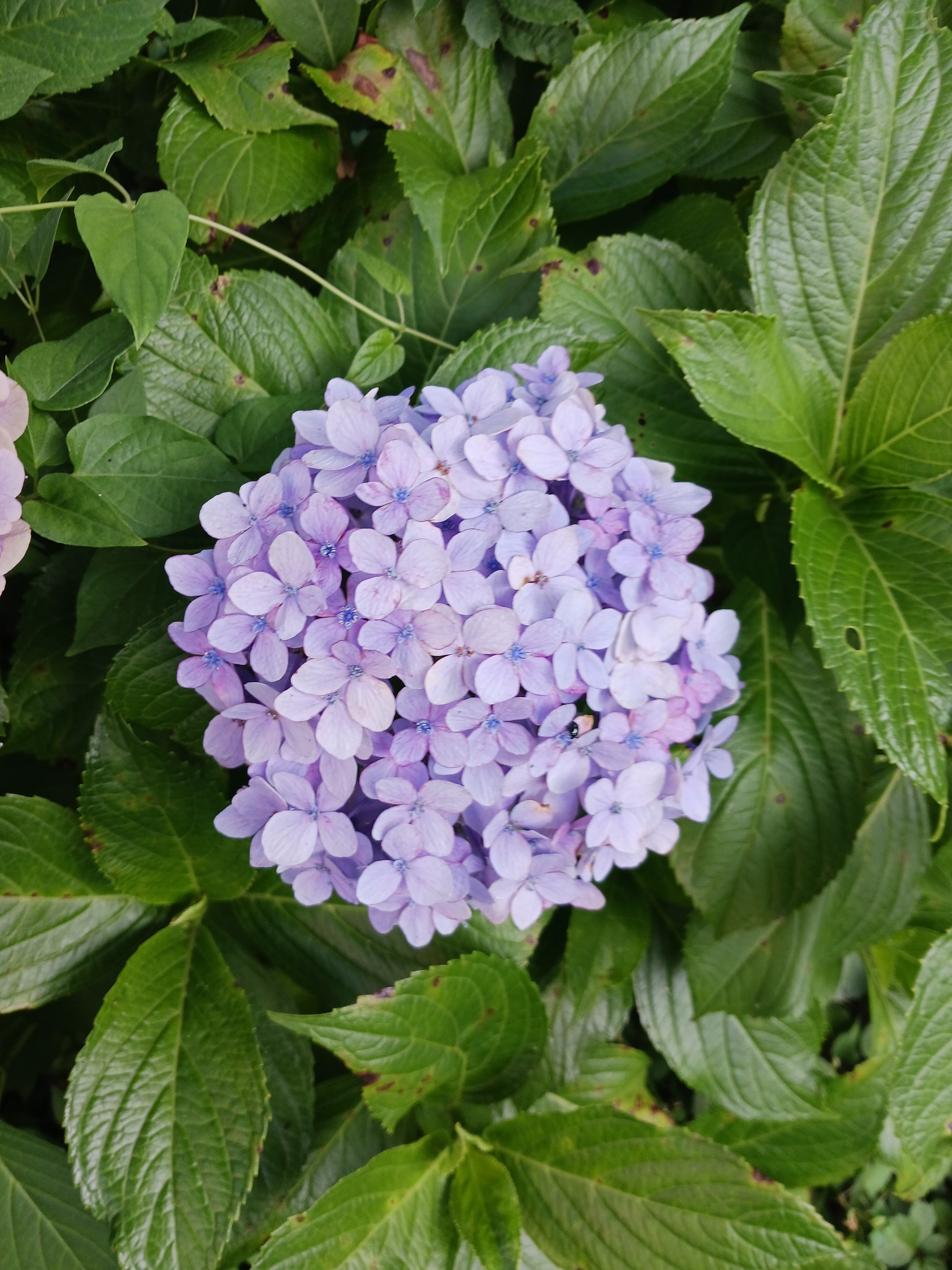 Flower photo 3