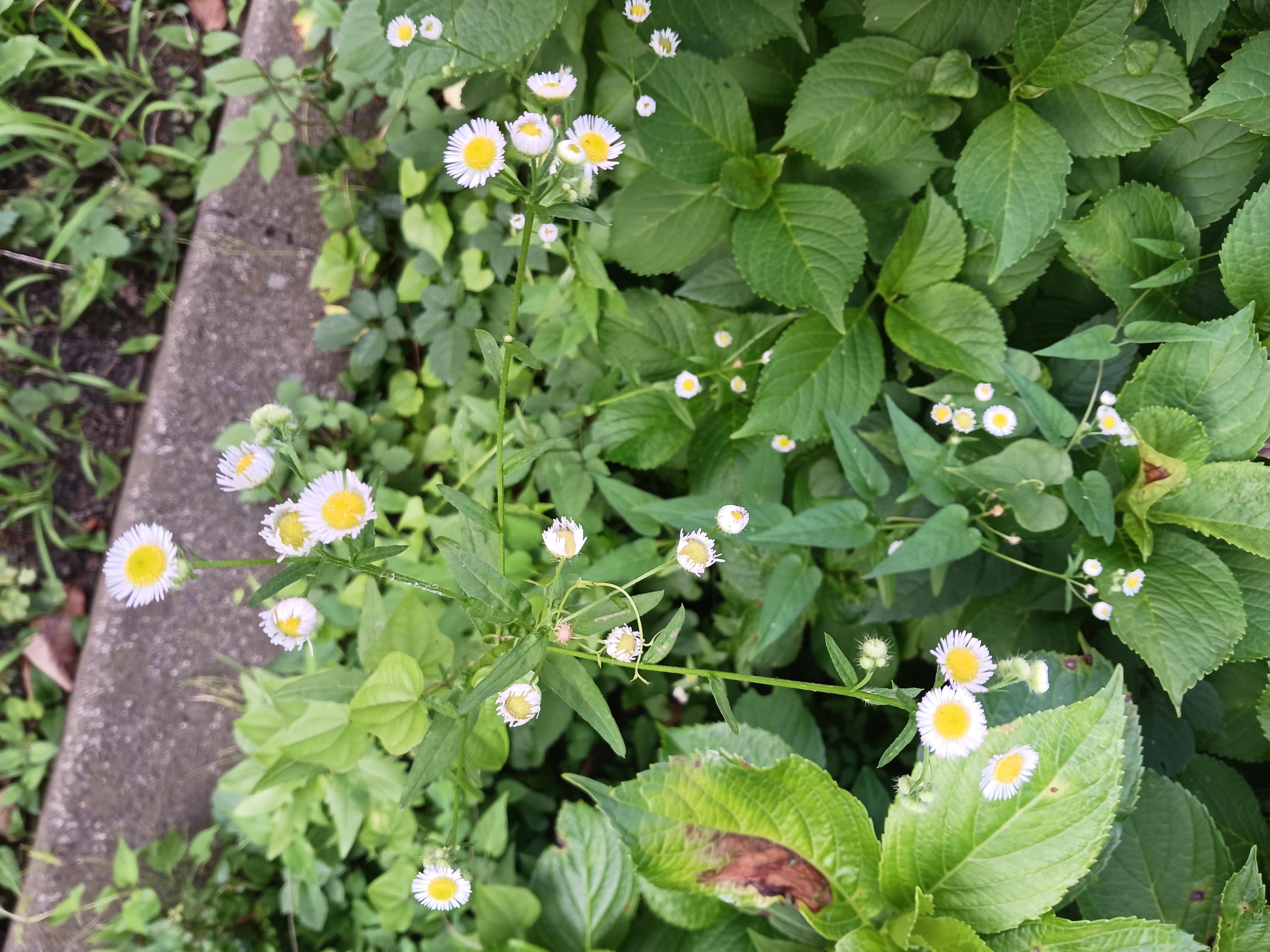 Flower photo 4