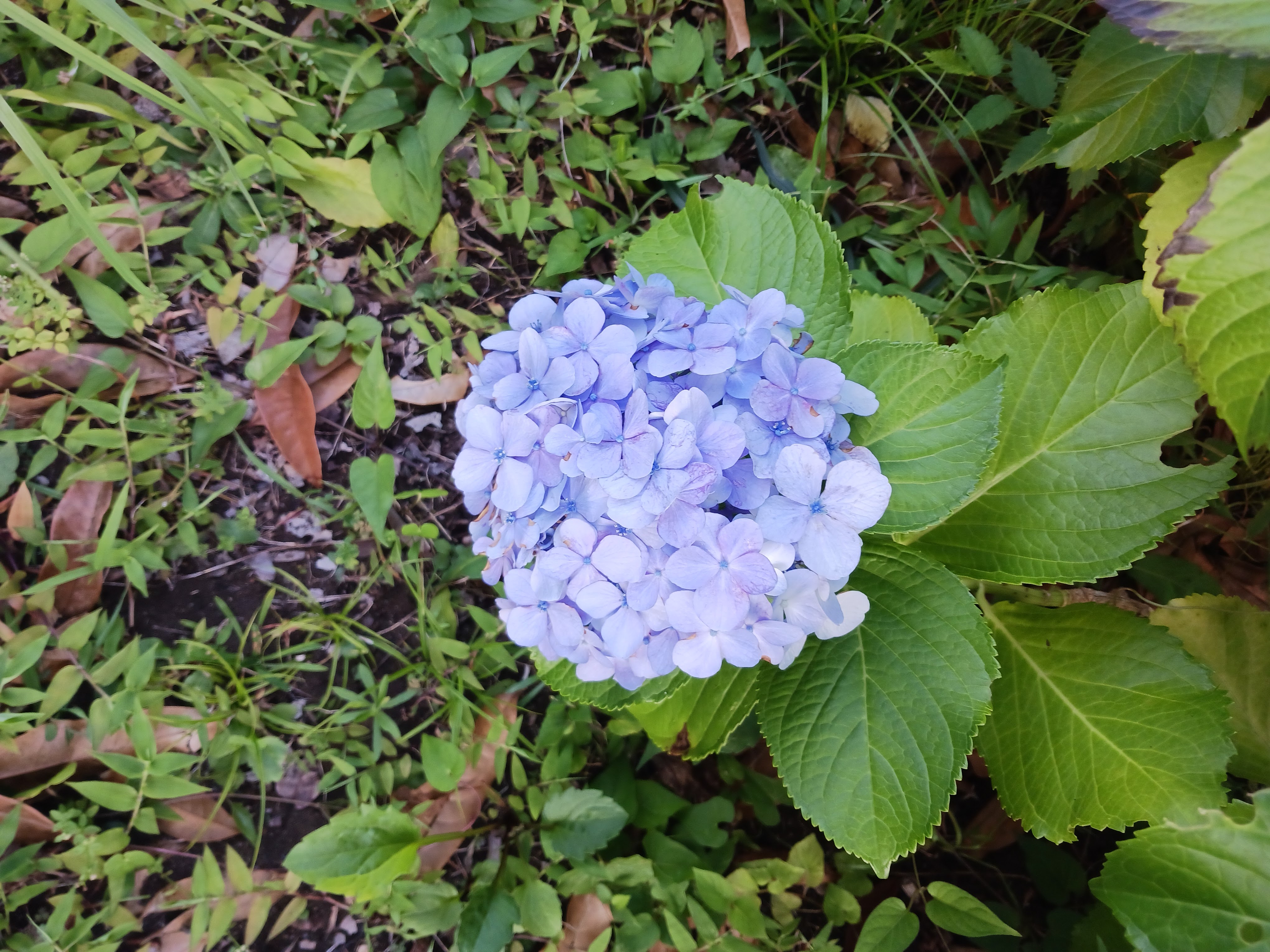 Flower photo 9