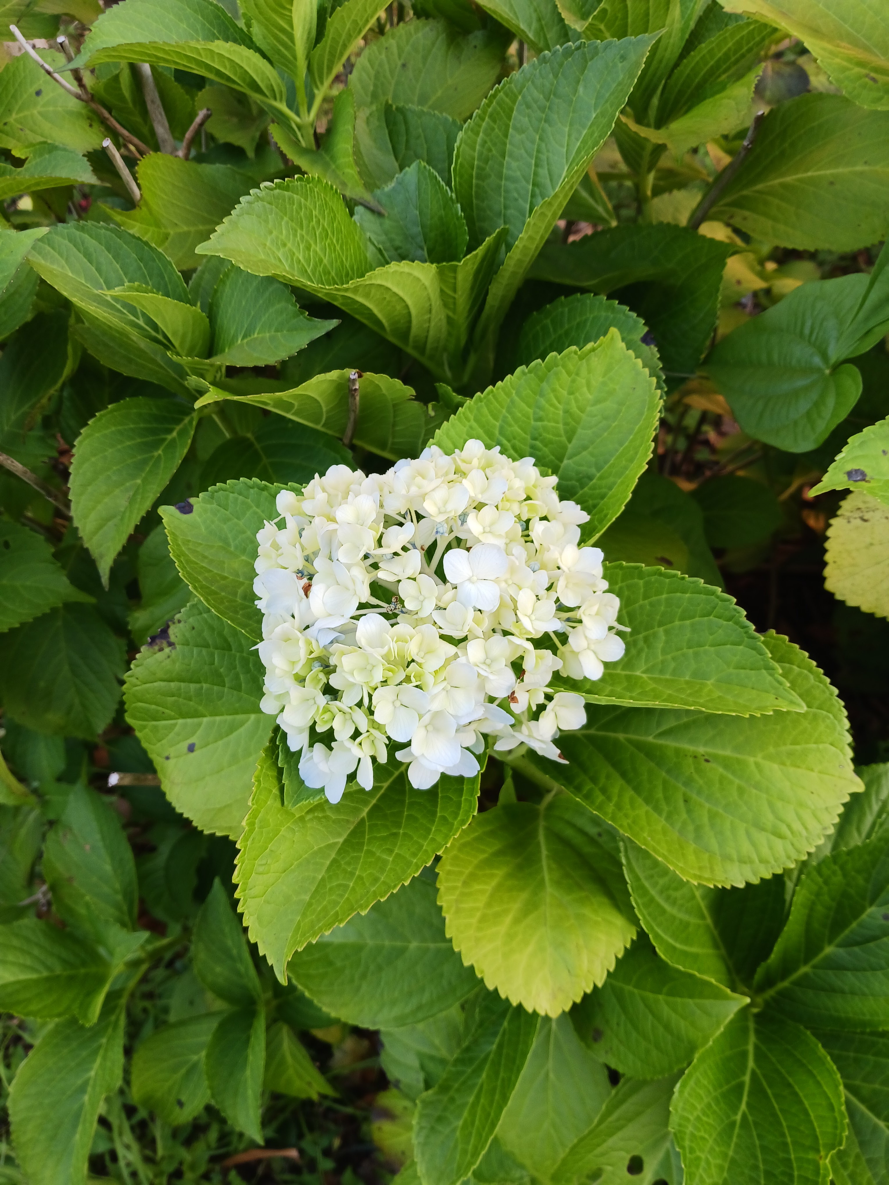 Flower photo 10