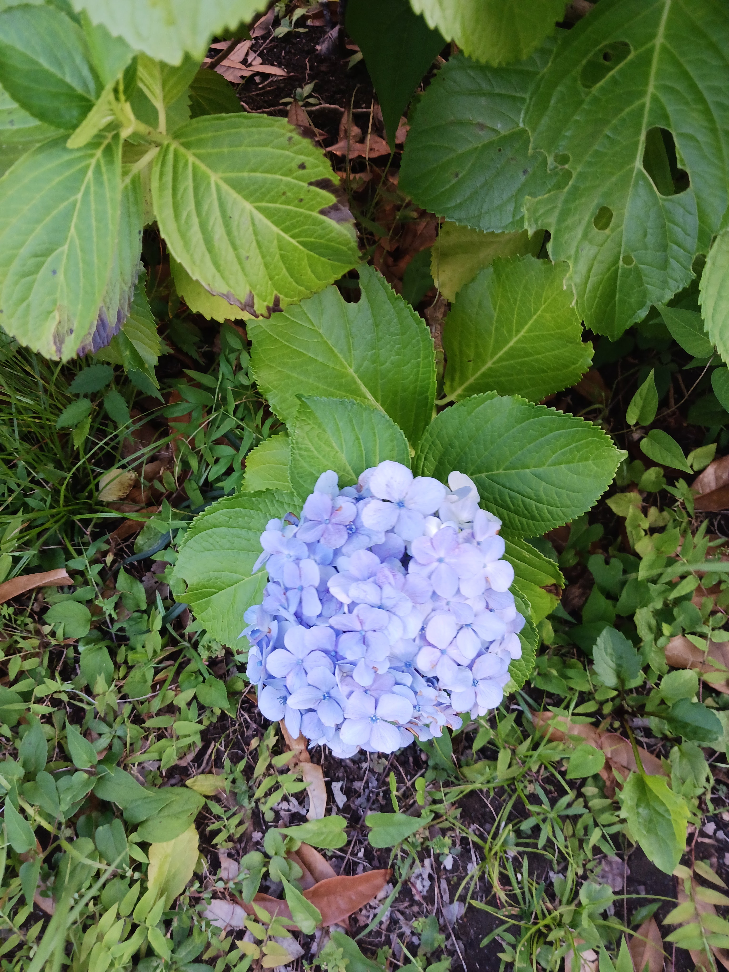 Flower photo 11