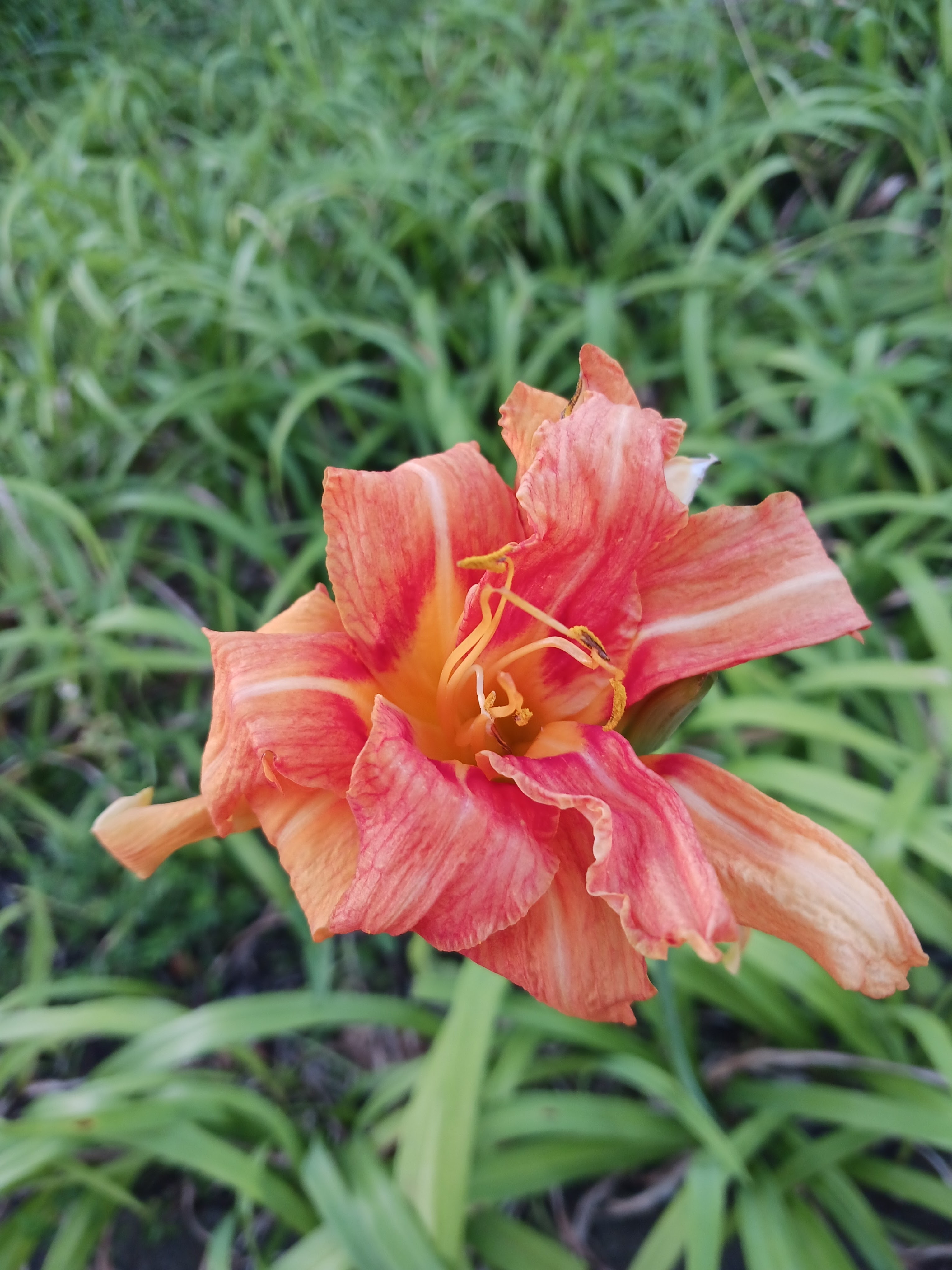 Flower photo 12
