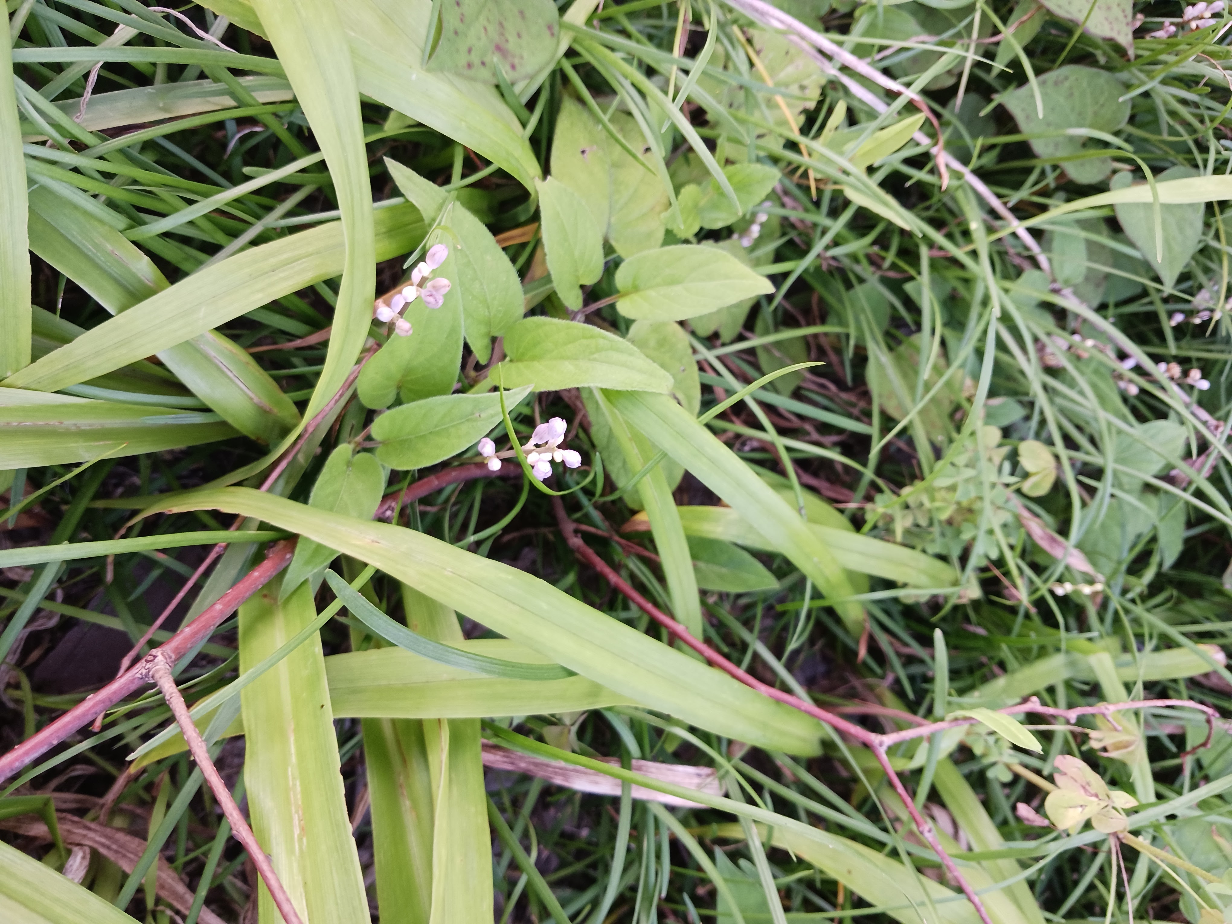 Flower photo 13