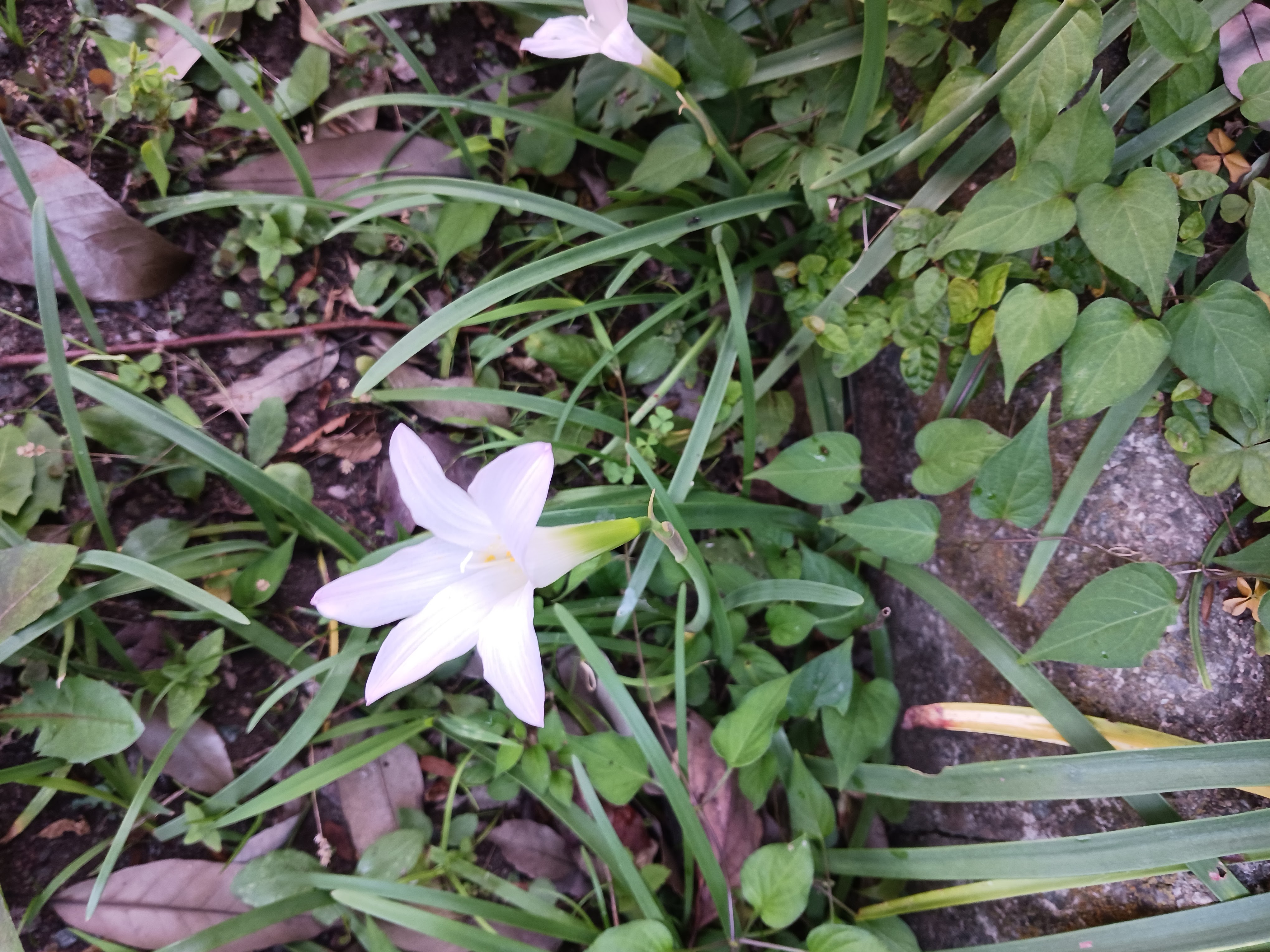 Flower photo 14