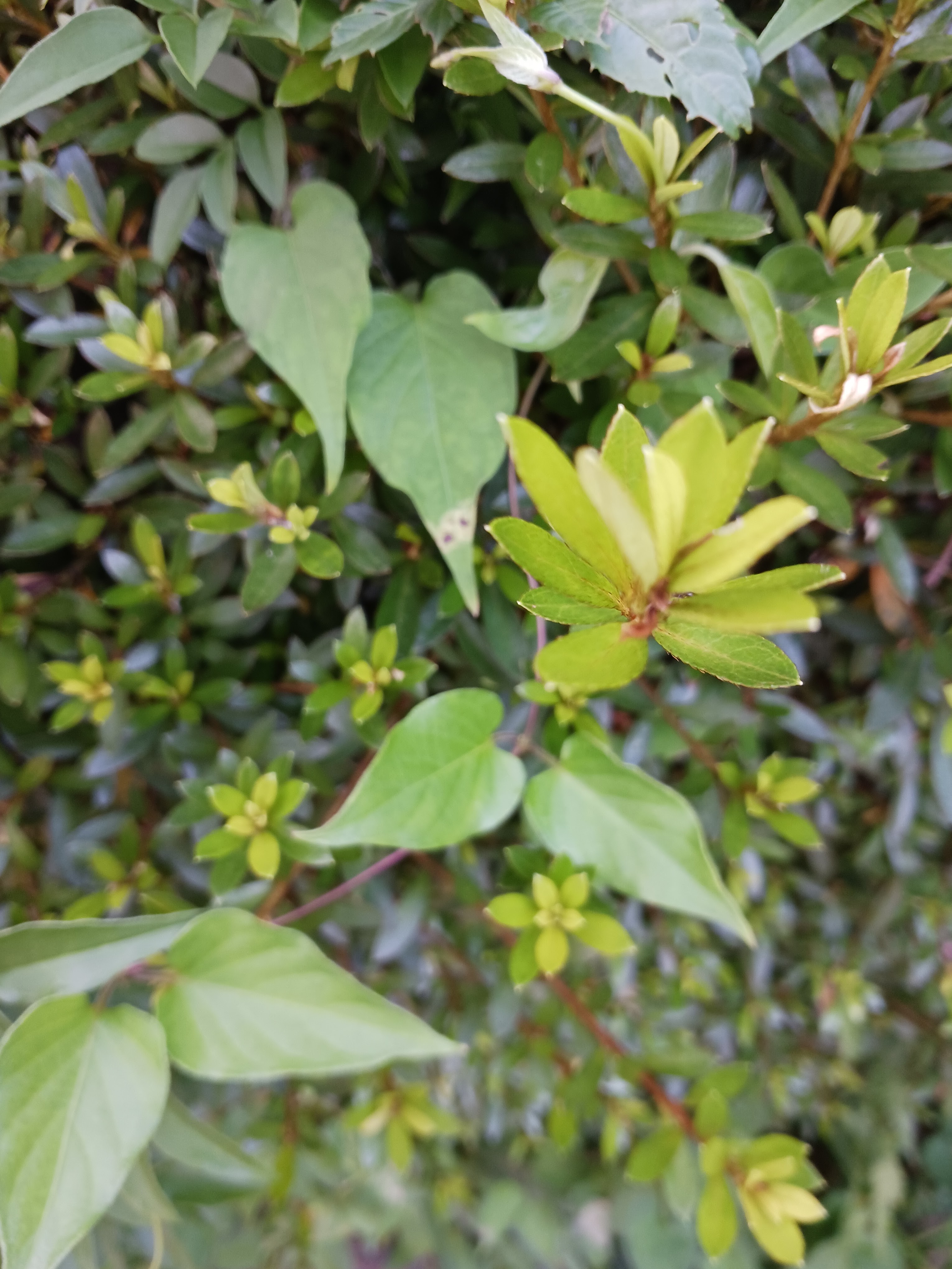 Flower photo 16