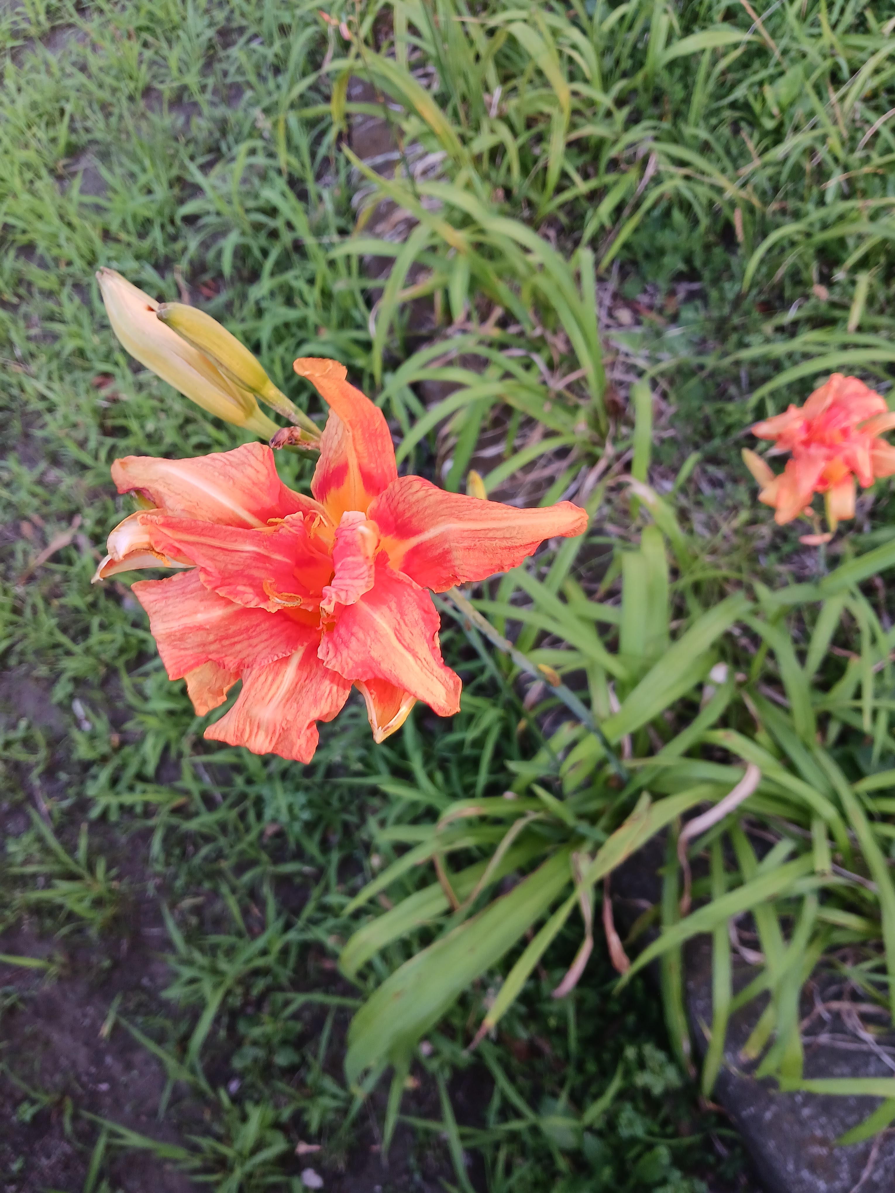 Flower photo 17